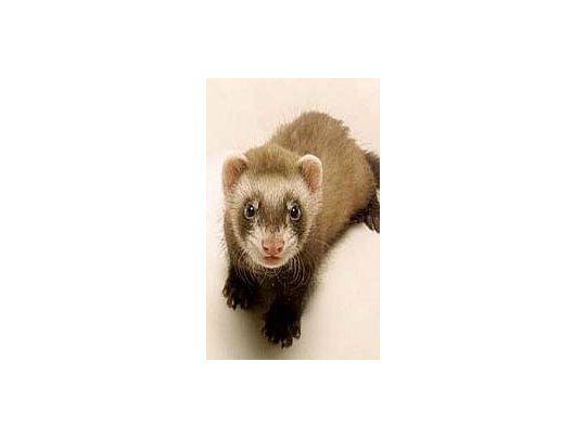 Un hurón es la primera mascota con Gripe A
