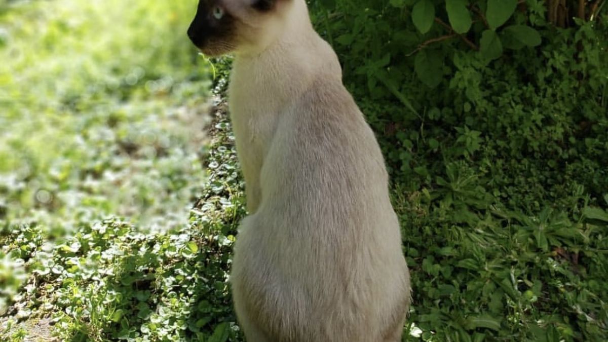 Unbelievable! This is what cats do when their owner gets sick