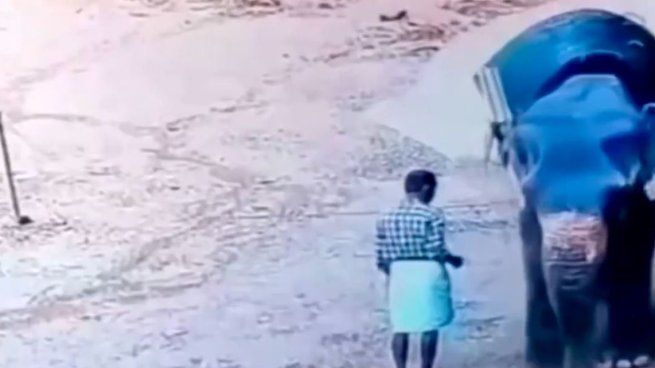 Un elefante mató brutalmente a su cuidador en India