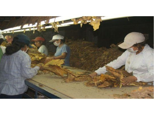 Tabaco: el sector primario apoya la Ley Ómnibus
