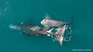 The camera images showed that the calves also dived to the bottom of the sea, something new since until now scientists were unaware that whale calves had the ability to dive to such depth. The camera images showed that the calves also dived to the bottom of the sea, something new since until now scientists were unaware that whale calves had the ability to dive to such depth.