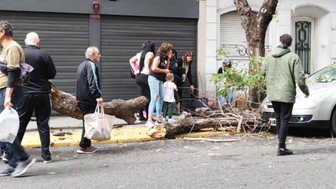 Árbol caído en Rosario.&nbsp;