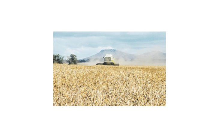 área nacional. La estimación indica que se sembraron 20,1 millones de hectáreas, lo que representa un 8,2% menos que en el ciclo anterior.