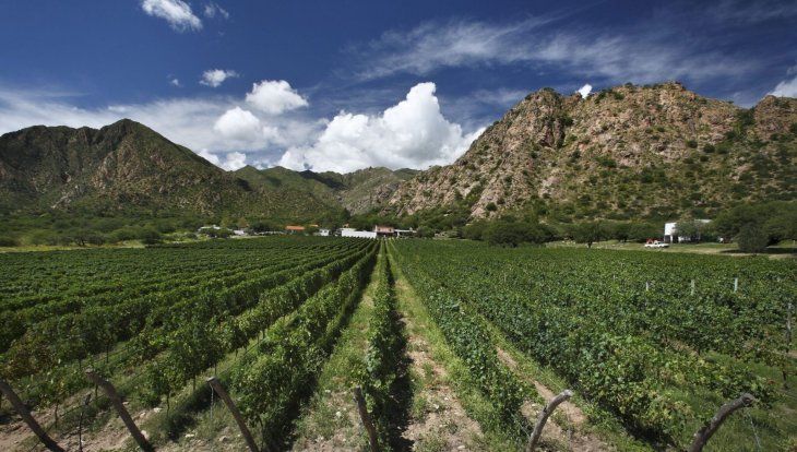 Los vi&ntilde;edos de este rinc&oacute;n salte&ntilde;o producen bebidas de alta calidad que son aclamadas por el turismo.