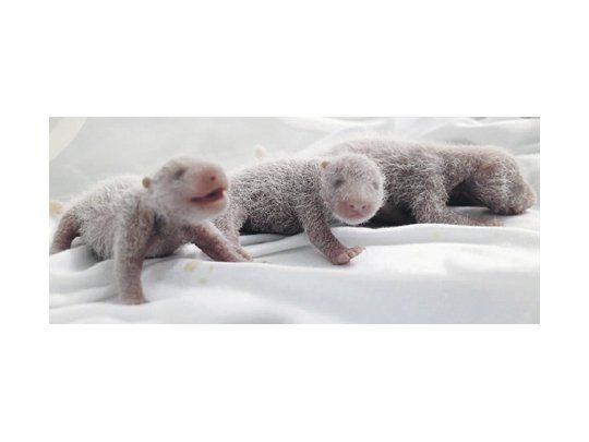 Los trillizos de oro