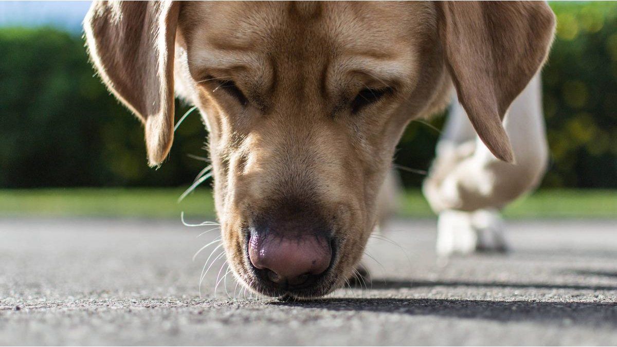 Why are mustaches important in dogs? The specialists revealed the answer