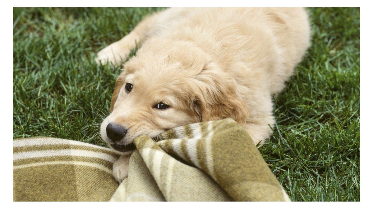 Mascotas: ¿Por qué tu perro muerde la ropa?