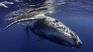 Researchers from the University of Southern California discovered how submarine microbes stop the release of methane. Researchers from the University of Southern California discovered how submarine microbes stop the release of methane.