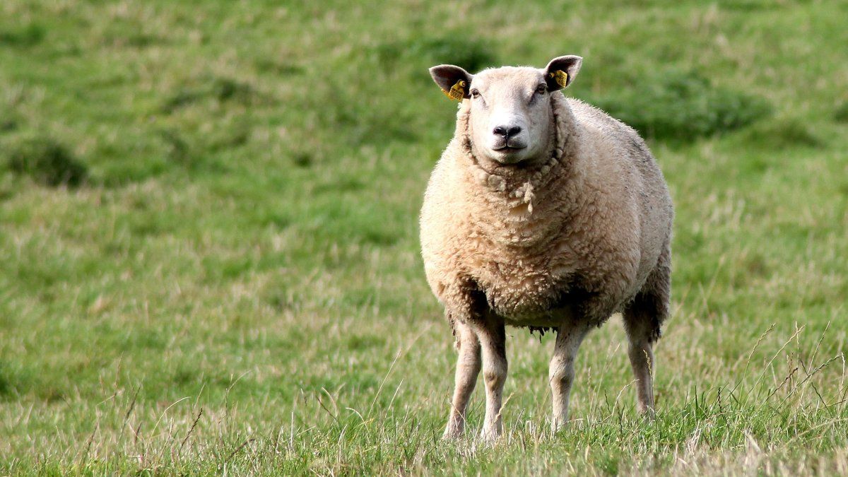 Exports of the sheep sector fell 17% year-on-year
