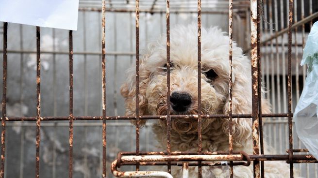 Entre los casi 600 animales encontrados, había más de 80 perros.