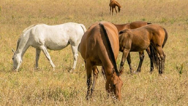 La encefalomielitis equina sigue avanzando en Uruguay, con 61 casos confirmados.