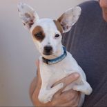 La regla 3-3-3 que recomiendan los expertos para adoptar un perro. La regla 3-3-3 que recomiendan los expertos para adoptar un perro.