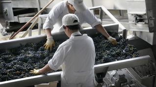 La discusión se centra en la vigencia del Certificado que permite controlar el origen y trazabilidad de las uvas. La discusión se centra en la vigencia del Certificado que permite controlar el origen y trazabilidad de las uvas.