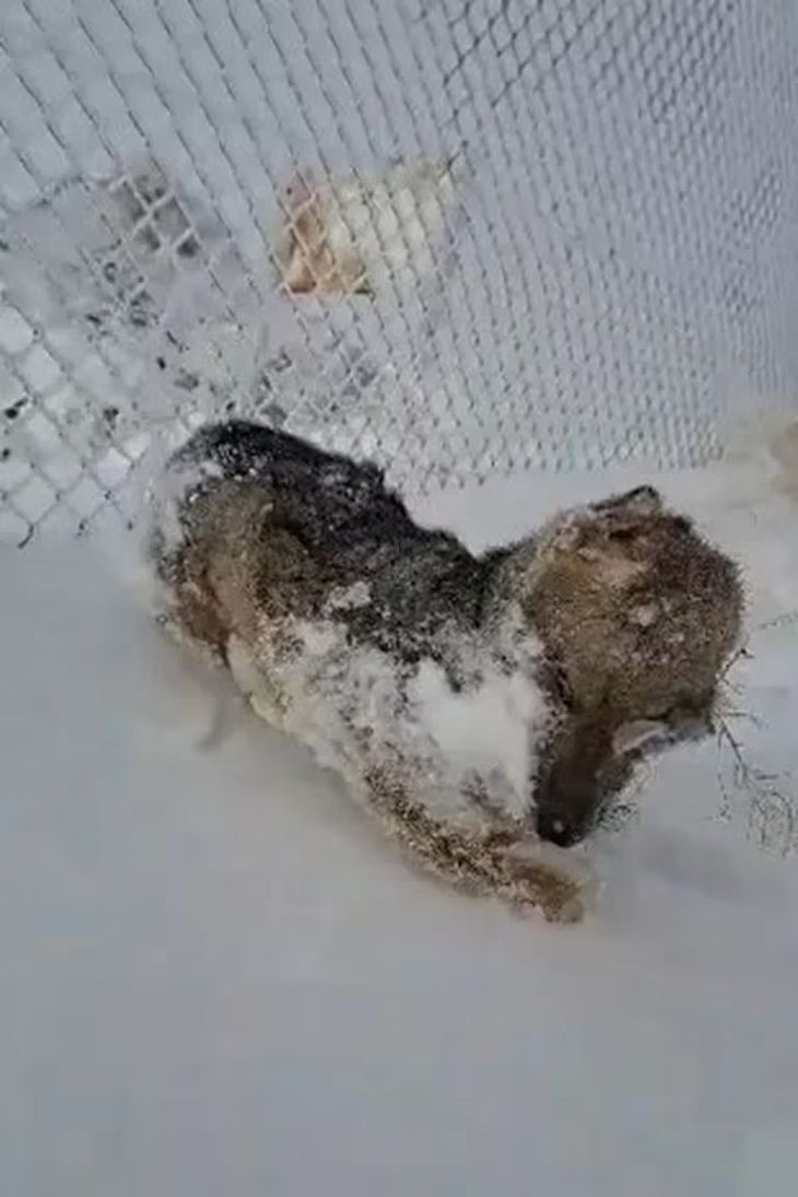 Un lobo fue encontrado congelado en Santa Cruz en medio de la nieve. Un lobo fue encontrado congelado en Santa Cruz en medio de la nieve.