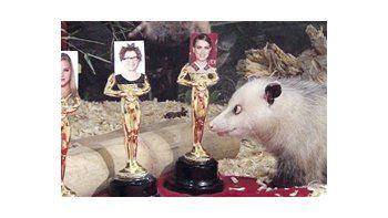 La zarigüeya alemana Heidi fue elegida oráculo para el Oscar: hasta ahora, se inclinó por Natalie Portman como mejor actriz.