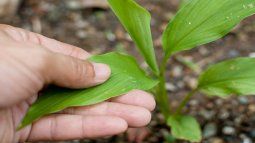 The definitive tips for transplanting a plant and not damaging it in the attempt. The definitive tips for transplanting a plant and not damaging it in the attempt.