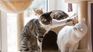 Your love for felines might mean something very deep about your personality. or Your love for felines might mean something very deep about your personality. or