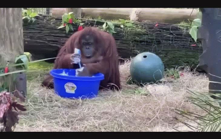 Sandra la orangut&aacute;n comenz&oacute; a lavarse las manos porque vio a todos sus cuidadores haci&eacute;ndolo repetidamente durante la crisis del #COVIDー19 #coronavirus.