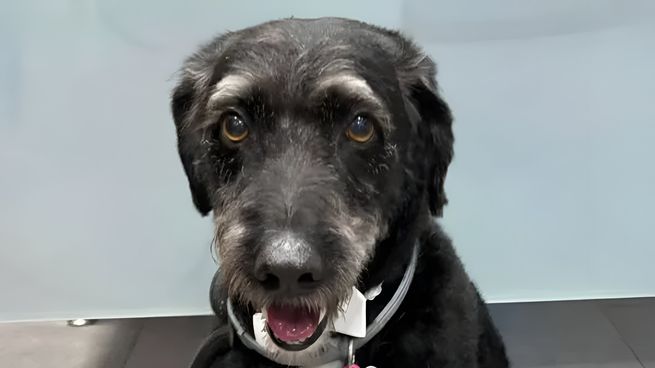 Boro, el perro que viajaba con su familia en uno de los trenes siniestrados, fue visto con vida tras el accidente y continúa desaparecido.