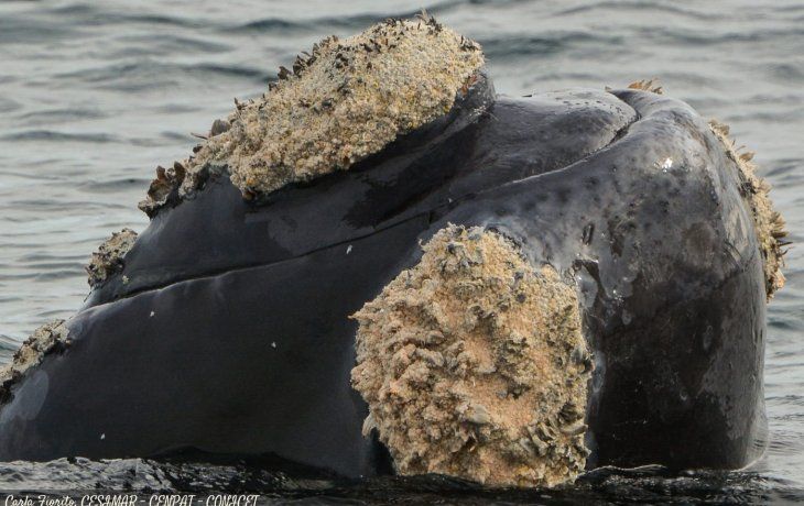 puerto madryn inauguro la temporada de ballenas