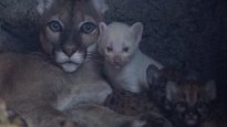 El extraño puma albino que nació en Nicaragua.