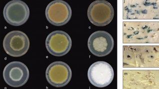 Queso azul de diferentes colores, una magnífica revelación de la Universidad de Nottingham