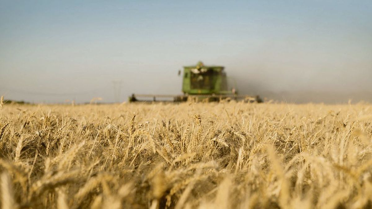 Cosecha de trigo en el norte de Santa Fe no arroja buenos rindes
