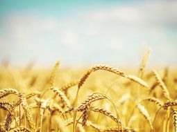 caida de exportaciones ucranianas impulso a los granos en eeuu: trigo trepo casi 3%