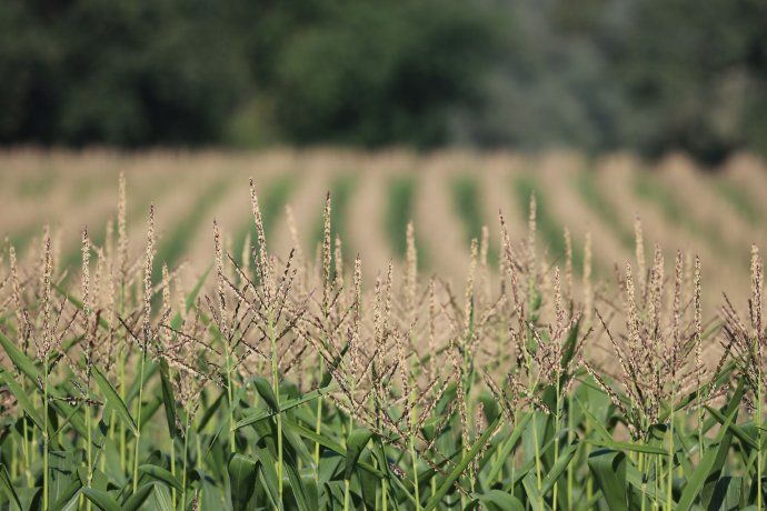 CAMPO MAÍZ.jpg