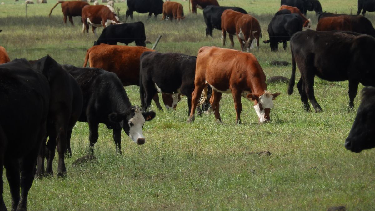 They warn that 1 out of every 2 steers or fat cows in Uruguay will be slaughtered by Minerva