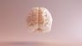 Cerebro.