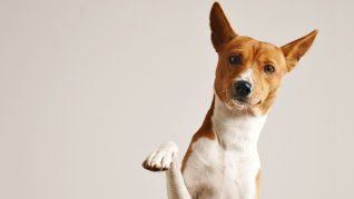 La leishmaniasis visceral canina se transmite a través de un parásito que afecta a perros y que puede transmitirse a humanos. 