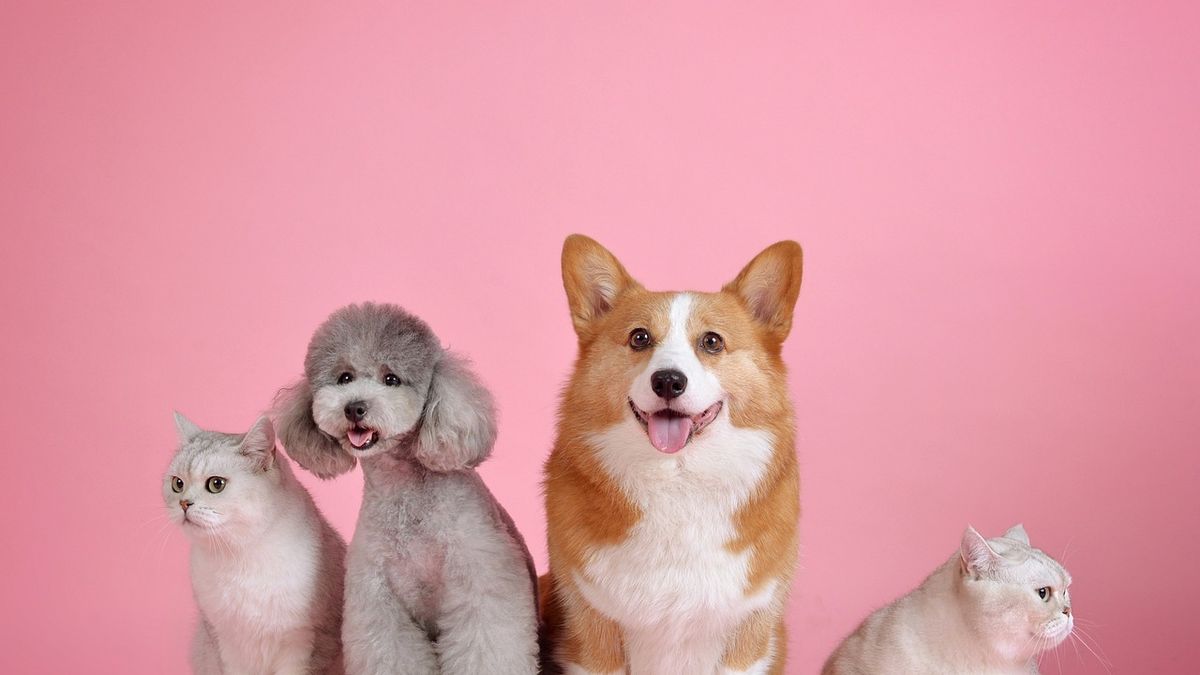 Pets: A social work created by and for multispecies families