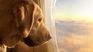 A tax for tourist dogs will be charged.