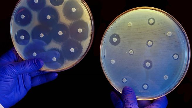Un modelo de inteligencia artificial permitió diseñar nuevas moléculas contra bacterias resistentes.