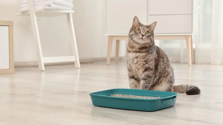 Daily cleaning and weekly litter replacement are crucial factors in keeping the box attractive and healthy for your cat, avoiding bad odors and health problems.