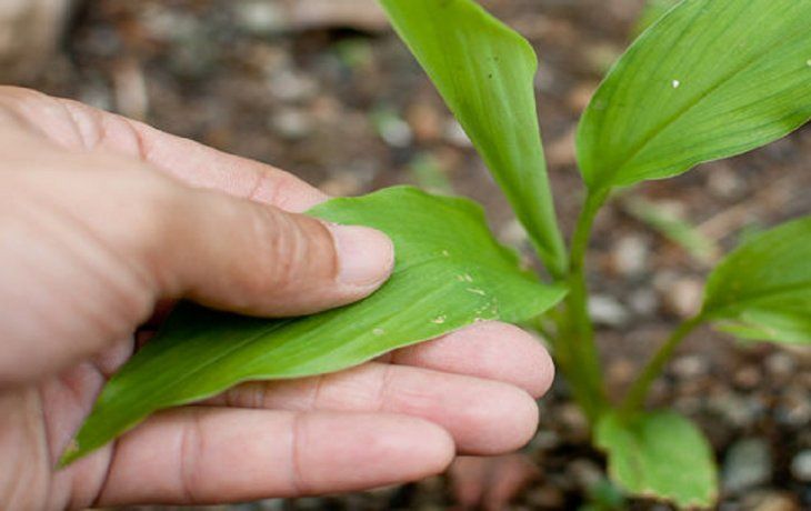 Los tips definitivos para trasplantar una planta y no dañarla en el intento.&nbsp;