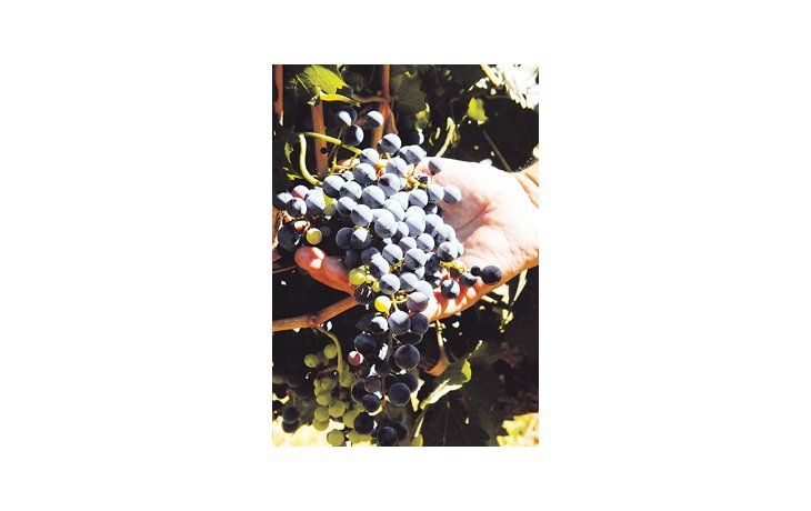 El ministro de Agricultura, Julián Domínguez, aseguró que las ventas totales de vinos argentinos alcanzaron los $ 10.500 millones.