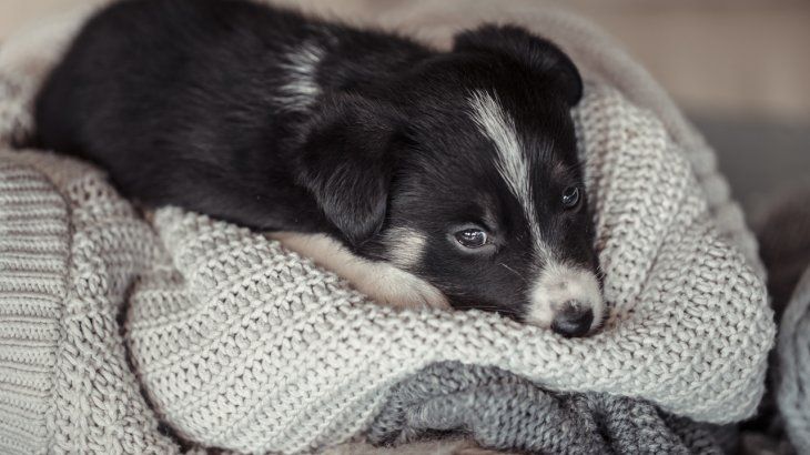 El frío puede afectar fuertemente a tus mascotas, sobre todo en sus primeros años de vida. El frío puede afectar fuertemente a tus mascotas, sobre todo en sus primeros años de vida.