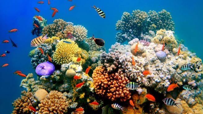 Gran Barrera de Coral.jpg