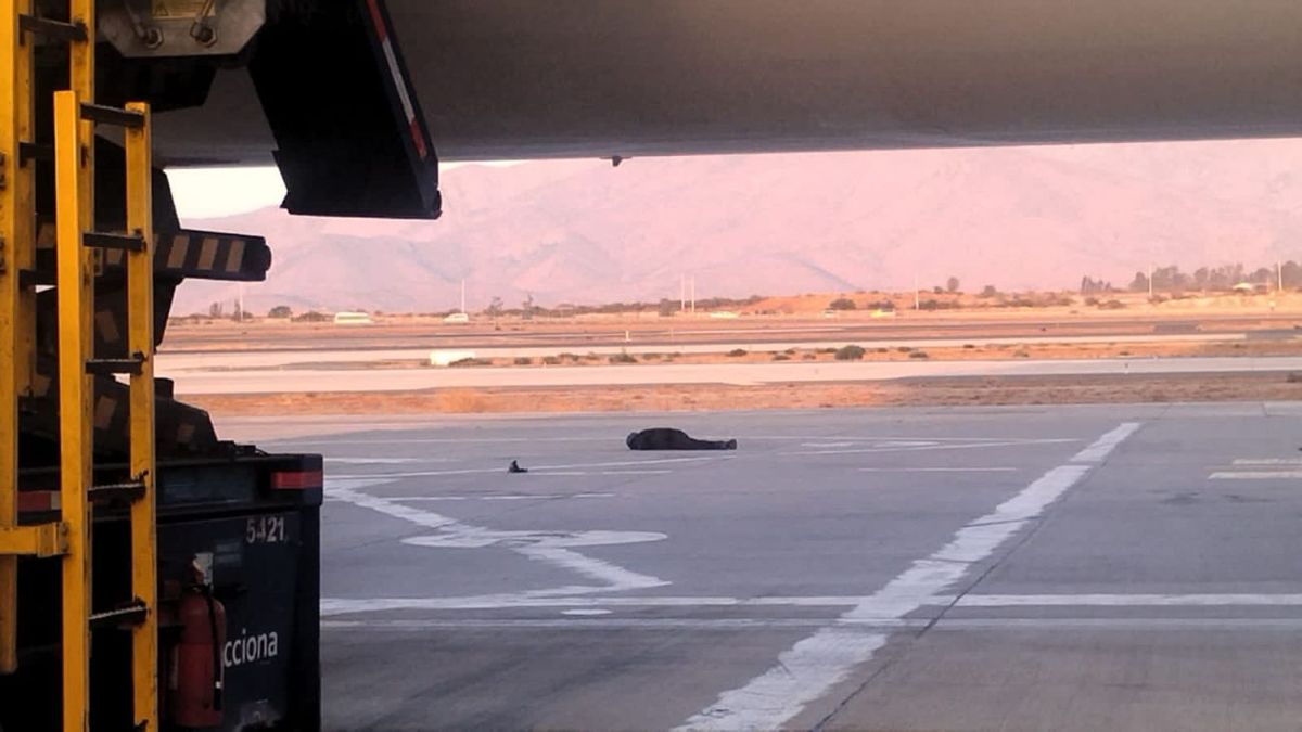 Tiroteo En El Aeropuerto De Santiago De Chile: Un Intento De Robo Dejó ...