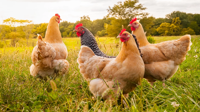 Argentina también es testigo de una creciente concienciación sobre el bienestar animal entre los consumidores y las partes interesadas de la industria avícola.