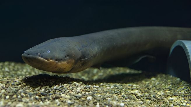 Investigadores hallaron tres especies de anguilas eléctricas en Sudamérica con descargas récord.