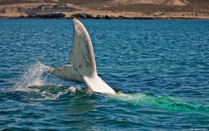 El turismo en la región gira en torno al avistaje de la ballena franca austral.