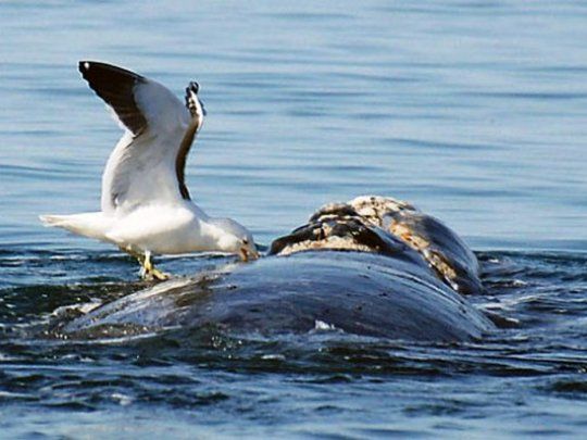 gaviota ballena chubut.jpg