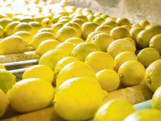 El país volvió a exportar limones a Japón