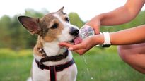 Medidas preventivas son esenciales para proteger a nuestras mascotas de los golpes de calor.&nbsp;
