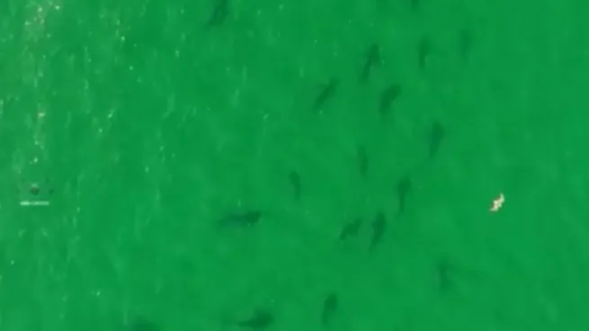 El tiburón bacota, identificado como Carcharhinus brachyurus, presenta características que aumentan su susceptibilidad ante la actividad humana.