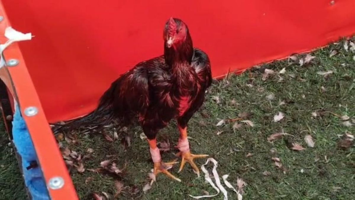 Rescataron a más de 100 gallos que eran usados en peleas en un boliche de Brandsen