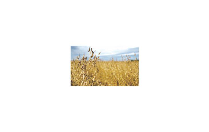 Las últimas lluvias mejoraron o mantuvieron la condición de cultivo de soja sobre una importante área productiva.